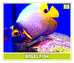 angelfish03