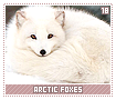 arcticfoxes18