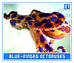 blueringedoctopuses01