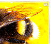 bumblebees05