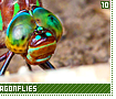 darnerdragonflies10