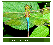 darnerdragonflies14