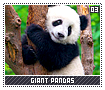 giantpandas03