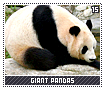 giantpandas15