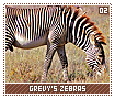grevyszebras02