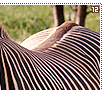 grevyszebras12