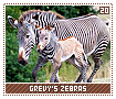 grevyszebras20
