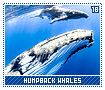humpbackwhales18