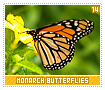 monarchbutterflies14