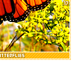 monarchbutterflies17