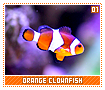 orangeclownfish01