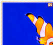orangeclownfish04
