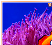 orangeclownfish11