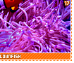 orangeclownfish17
