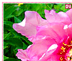 peonies04
