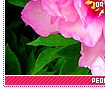 peonies09