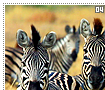 plainszebras04