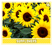 sunflowers15