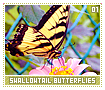 swallowtailbutterflies01