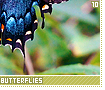 swallowtailbutterflies10