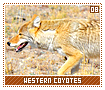 westerncoyotes08
