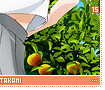 chikatakami15